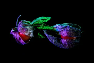 Illustration pedicels - Image 2