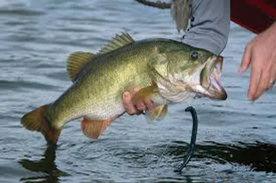 Illustration bass - Image 2