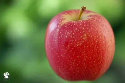 Illustration speckling - Image 1