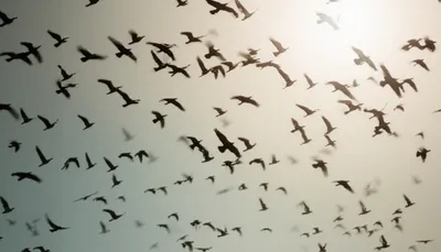 Illustration thicker - Image 1