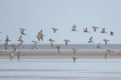 Illustration knots - Image 1