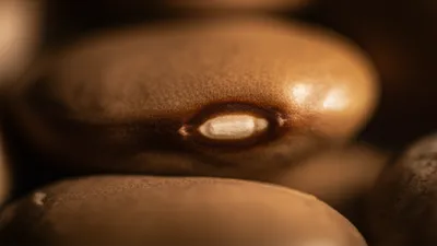 Illustration hila - Image 1