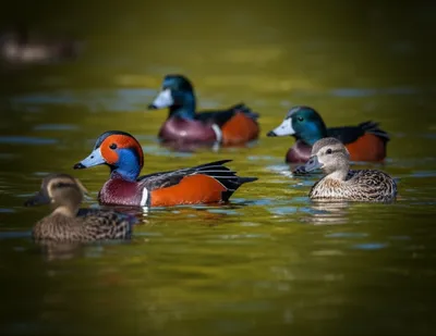 Illustration teals - Image 1