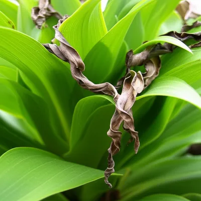 Illustration burned - Image 1