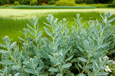 Hình ảnh minh họa marshmallow