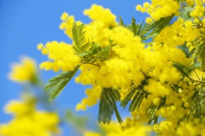 Illustration mimosas - Image 1