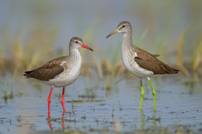 Illustration shank - Image 1