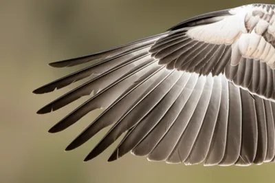 Illustration primary - Image 1