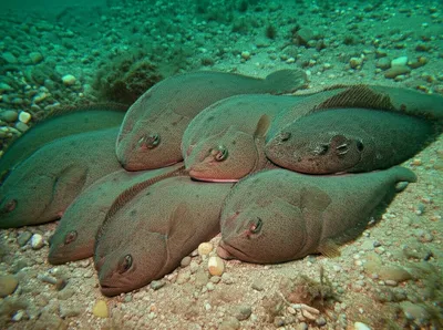 Illustration plaice - Image 1