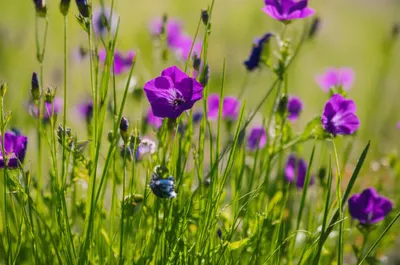 Illustration natural - Image 1