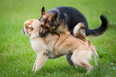 Illustration covering - Image 1