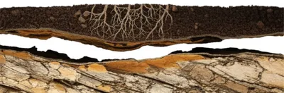 Illustration underlying - Image 1