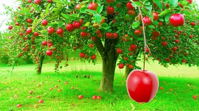 Illustration corollary - Image 1