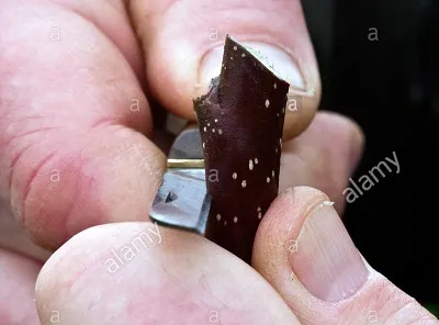 Illustration nick - Image 2