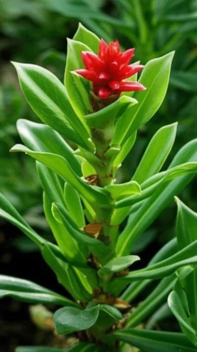 Illustration mutations - Image 1