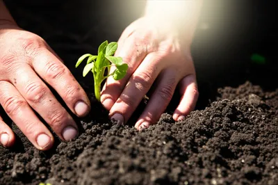 Illustration toils - Image 1