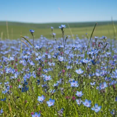 Illustration camas - Image 1