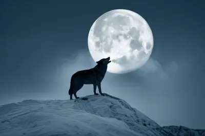 Illustration howl - Image 1