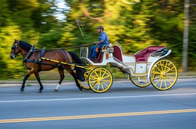 Illustration traps - Image 1