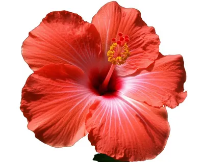 Illustration perfect - Image 1