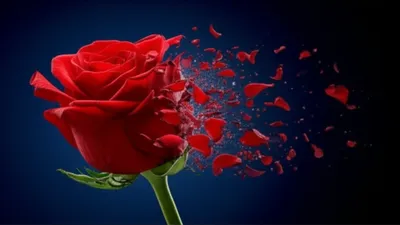 Illustration torn - Image 1