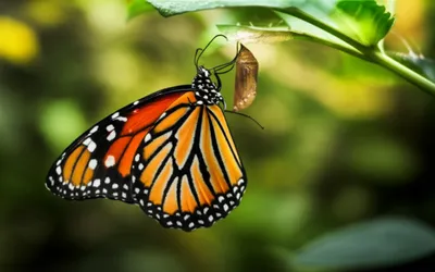 Illustration developed - Image 1