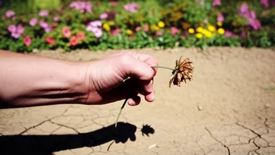 Illustration niggardly