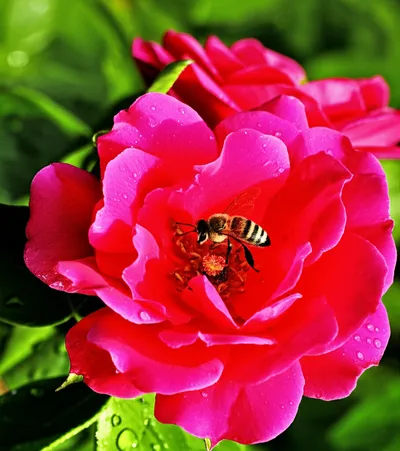 Illustration odoriferous