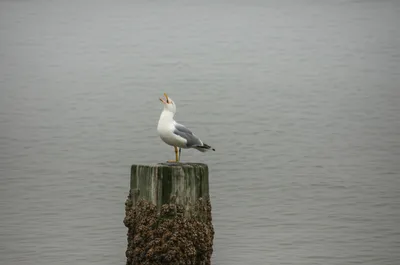 Illustration mows - Image 1