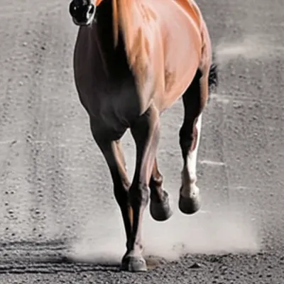 Illustration trot - Image 1