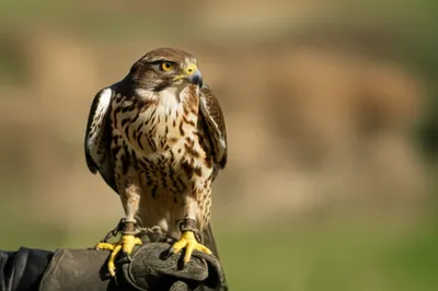 Illustration tiercel