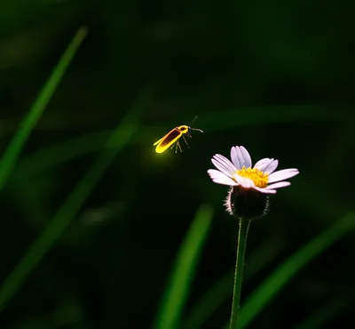 Illustration tapers - Image 1