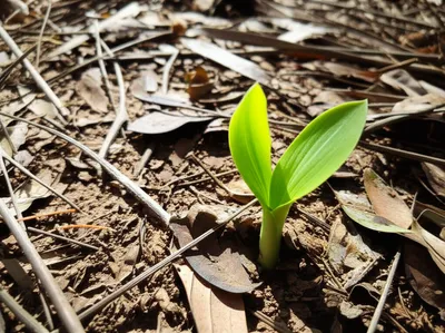 Illustration withered - Image 1