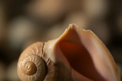 Illustration lips - Image 1