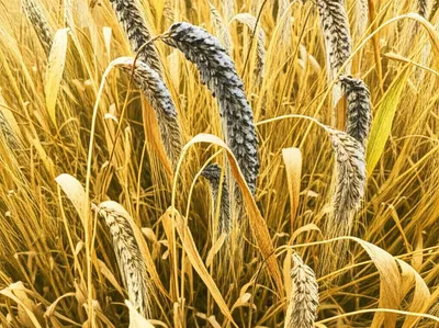 Illustration smutted - Image 1