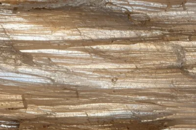 Illustration muscovite