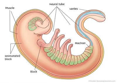 Illustration somites - Image 1