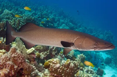 Illustration kingfish - Image 1