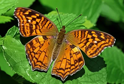 Illustration nymphalid