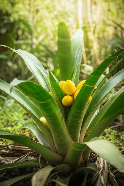 Illustration pinguin - Image 1