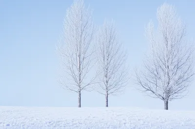 Illustration crisp - Image 1