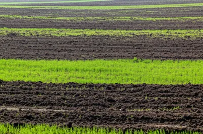 Illustration rib - Image 1