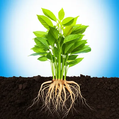 Illustration aspiring - Image 1