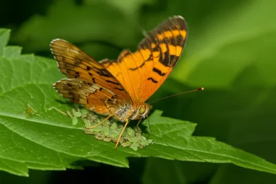 Illustration harvester - Image 1