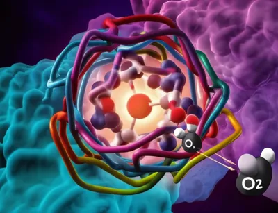 Illustration haem - Image 1