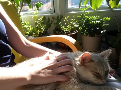 Illustration soothes - Image 1