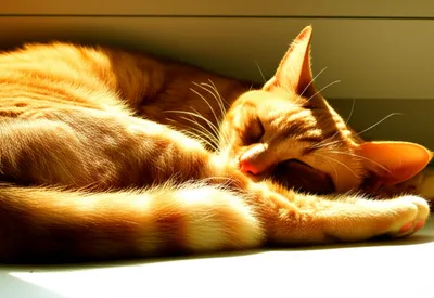 Illustration sat - Image 1