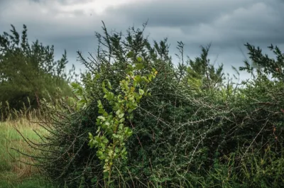 Illustration hedge - Image 1