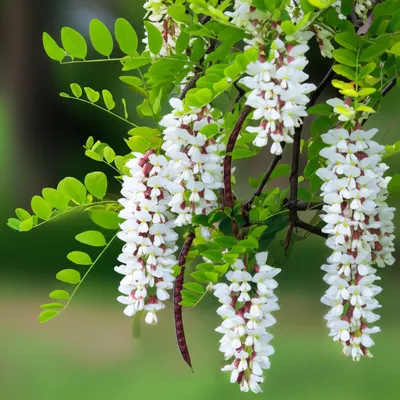 Illustration locust - Image 1