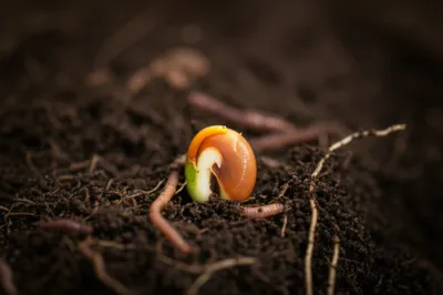 Illustration quiescent - Image 1